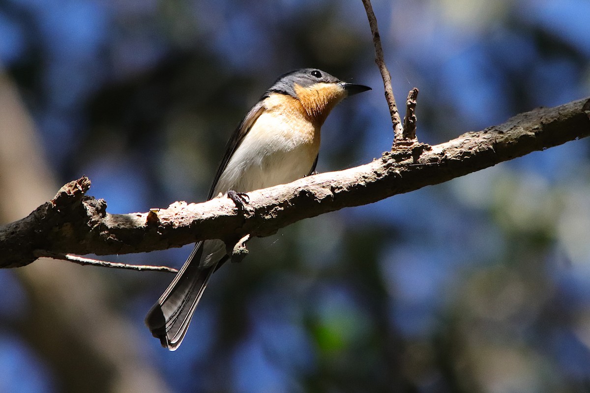 ミナミガラス - ML645487876