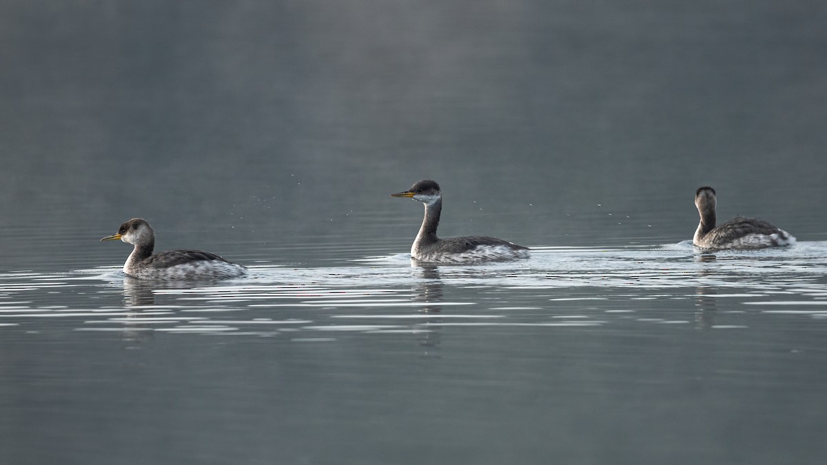 Grèbe jougris - ML645487878