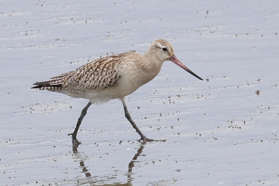 Bar-tailed Godwit - ML645487899