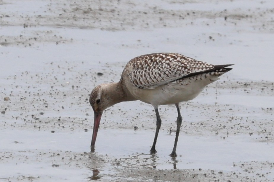 Bar-tailed Godwit - ML645487905