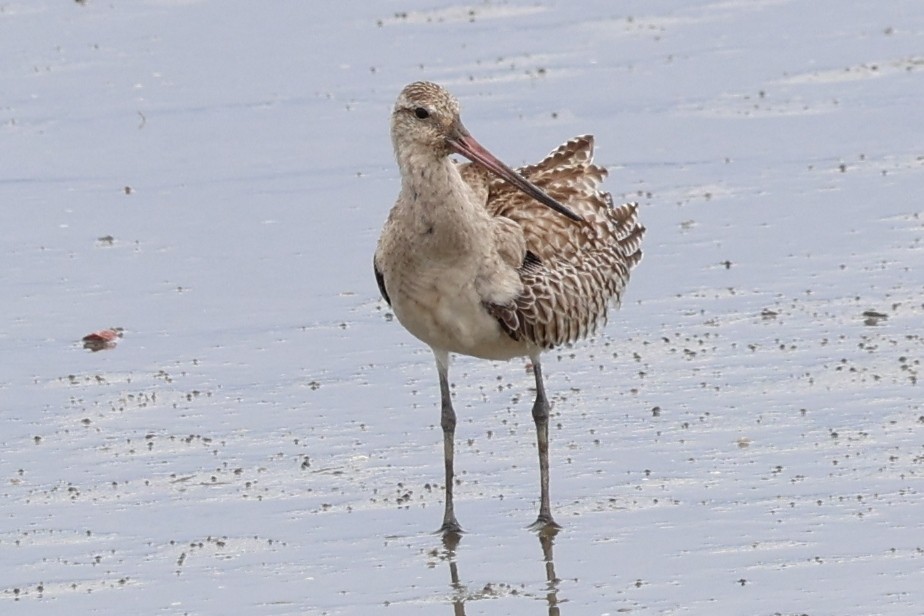 Bar-tailed Godwit - ML645487908
