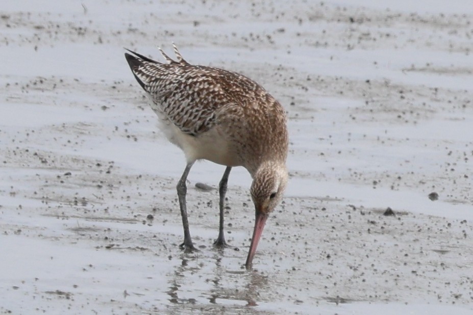 Bar-tailed Godwit - ML645487914
