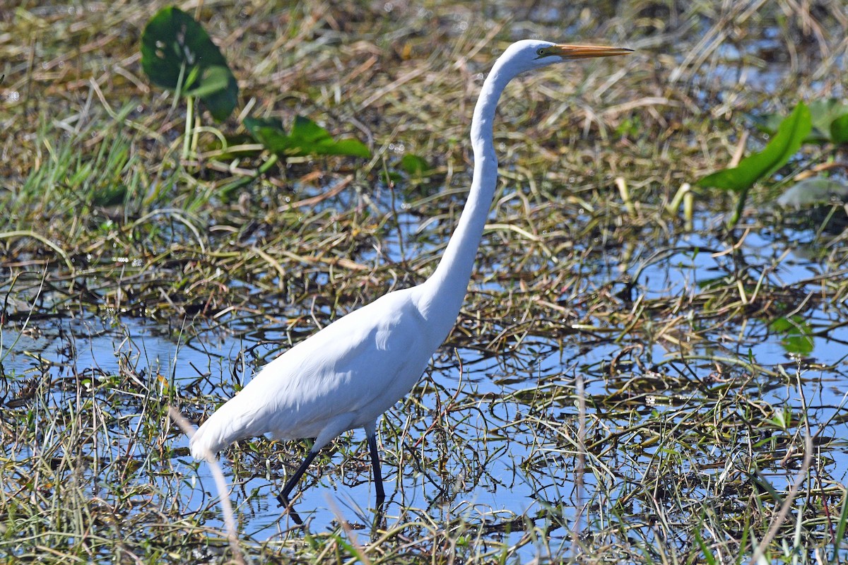 Great Egret - ML645487920