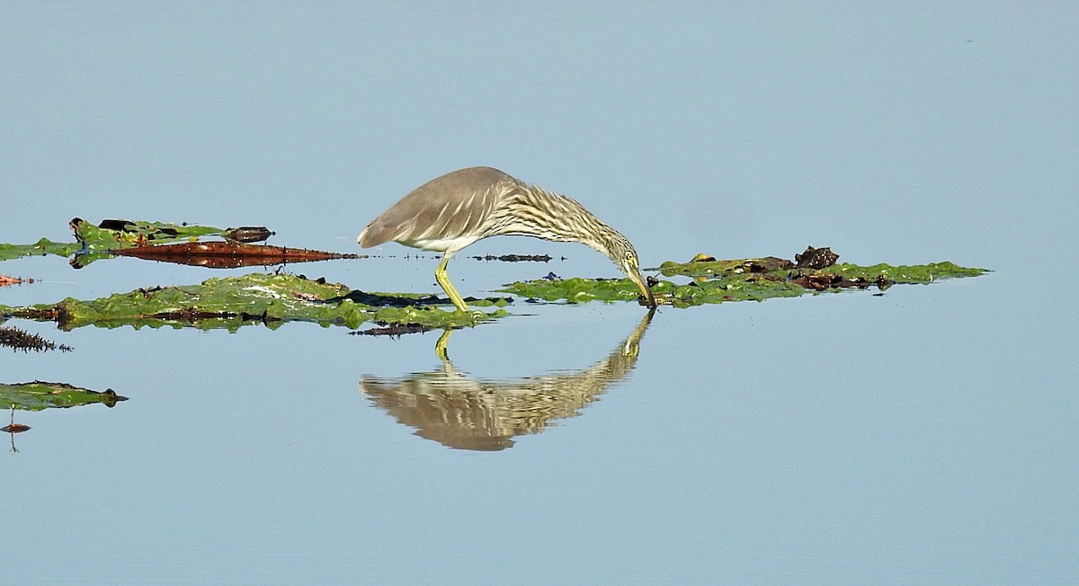 Indian Pond-Heron - ML645487923