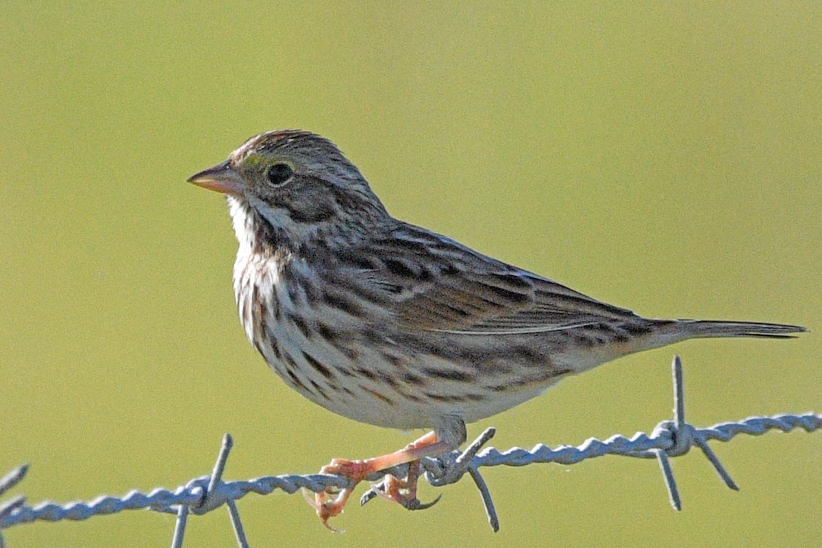 Savannah Sparrow - ML645487929