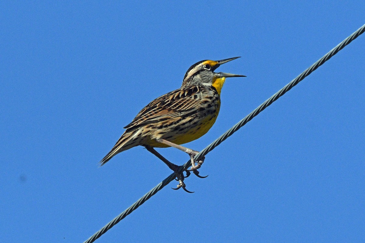 Eastern Meadowlark - ML645487939