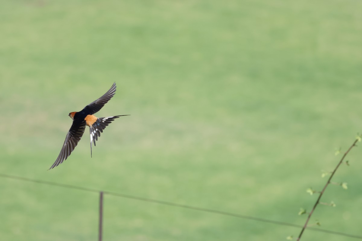 Greater Striped Swallow - ML645487941