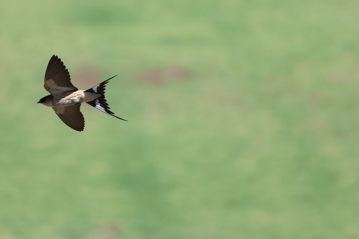 Greater Striped Swallow - ML645487944