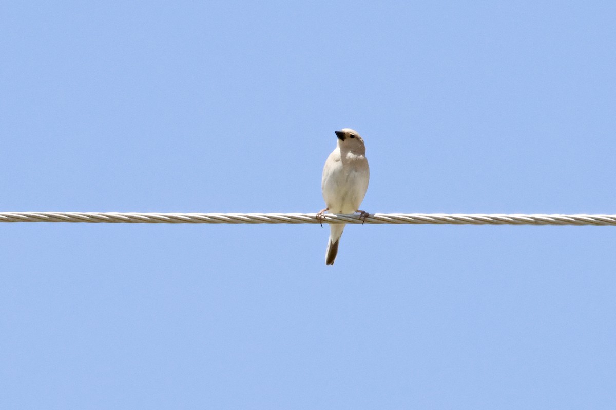 Basamortuko txonta - ML645487947