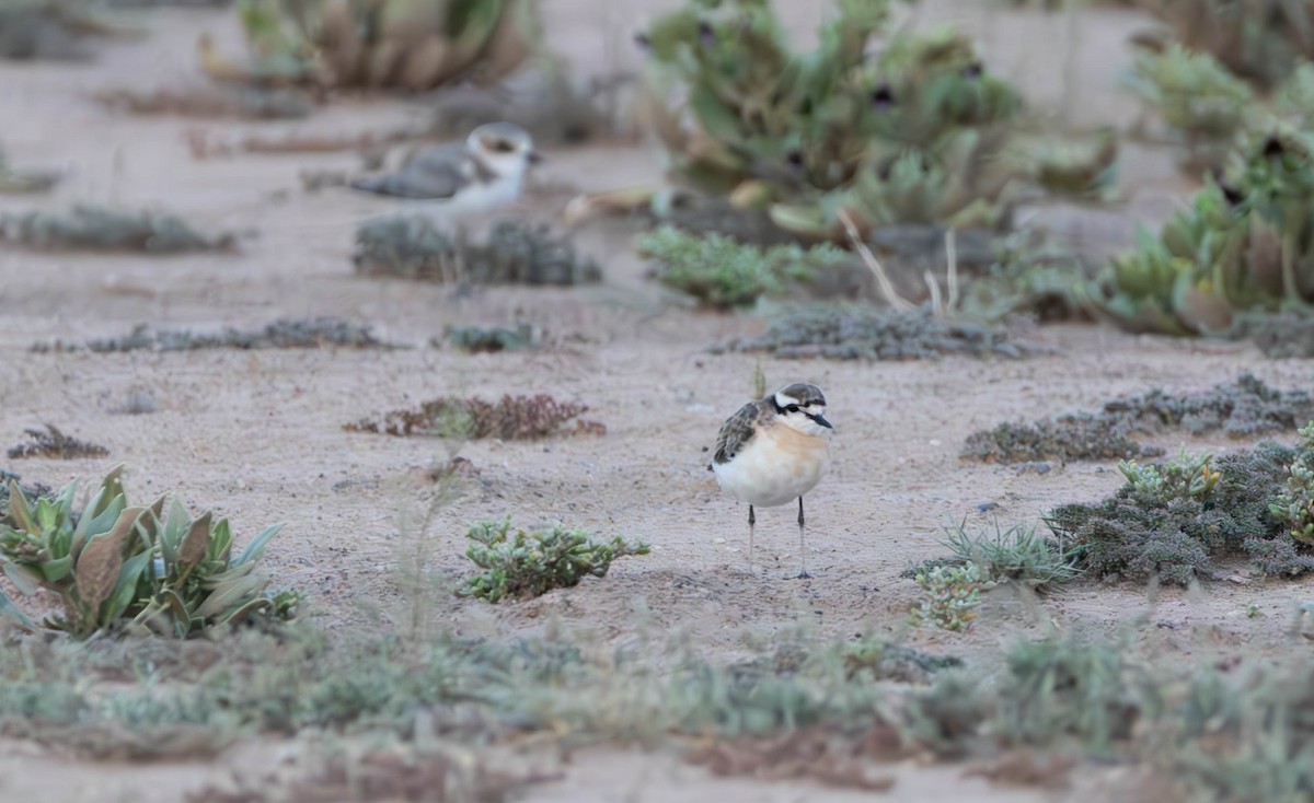 Kittlitz's Plover - ML645487949