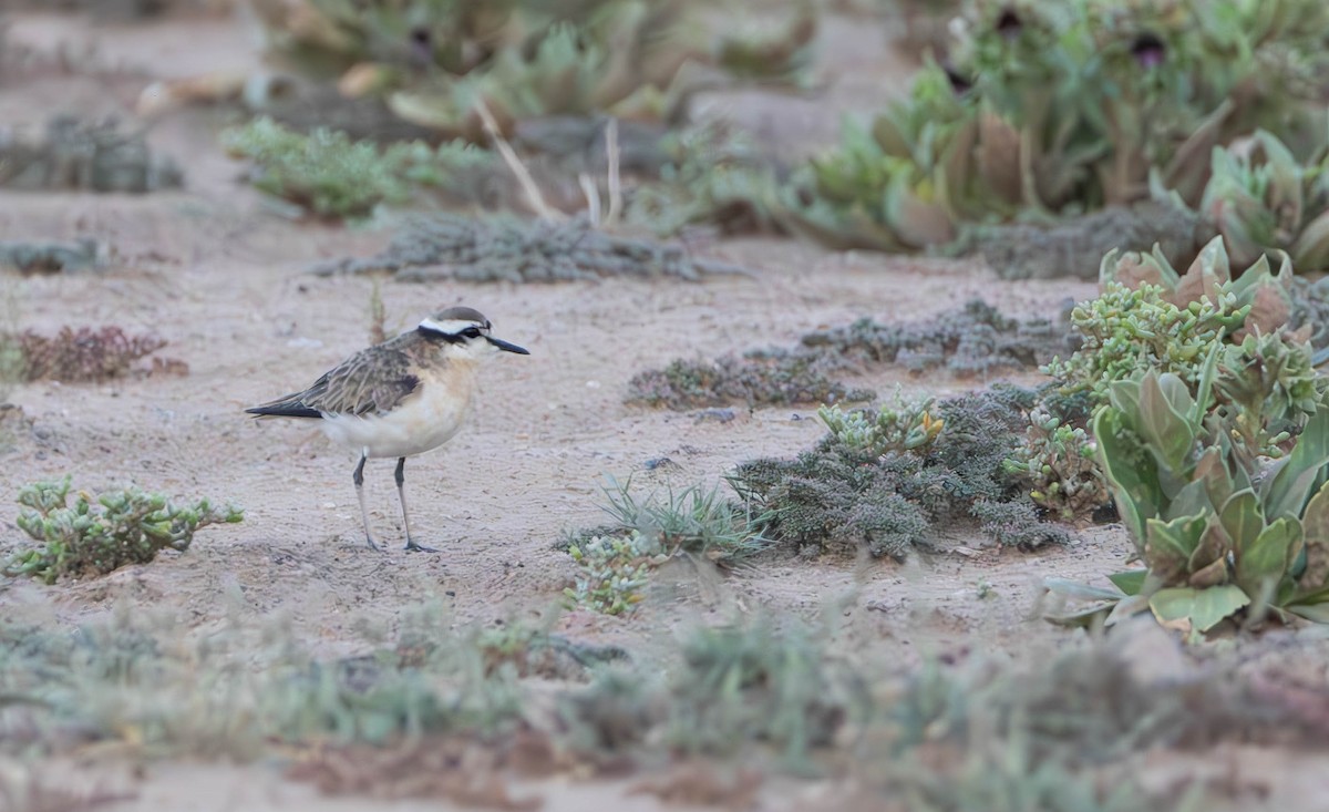 Kittlitz's Plover - ML645487950