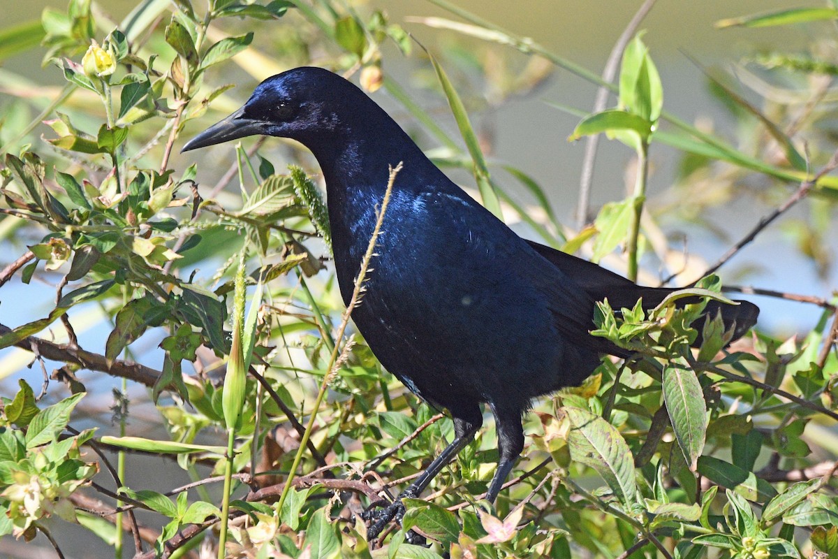 Boat-tailed Grackle - ML645487951