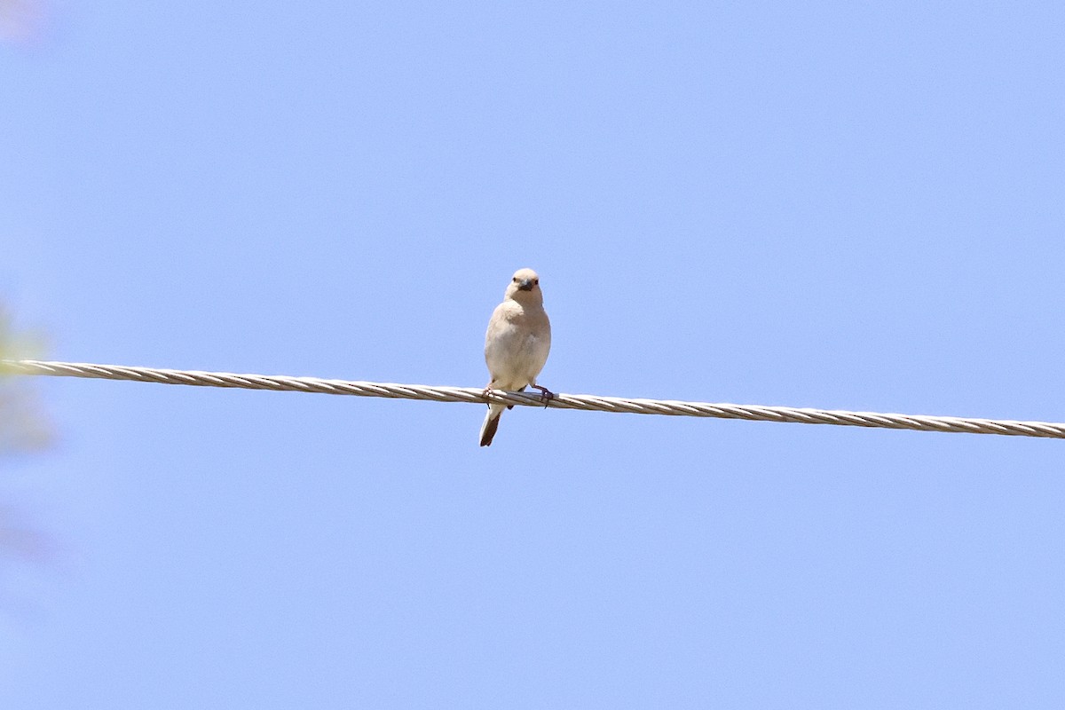 Basamortuko txonta - ML645487954