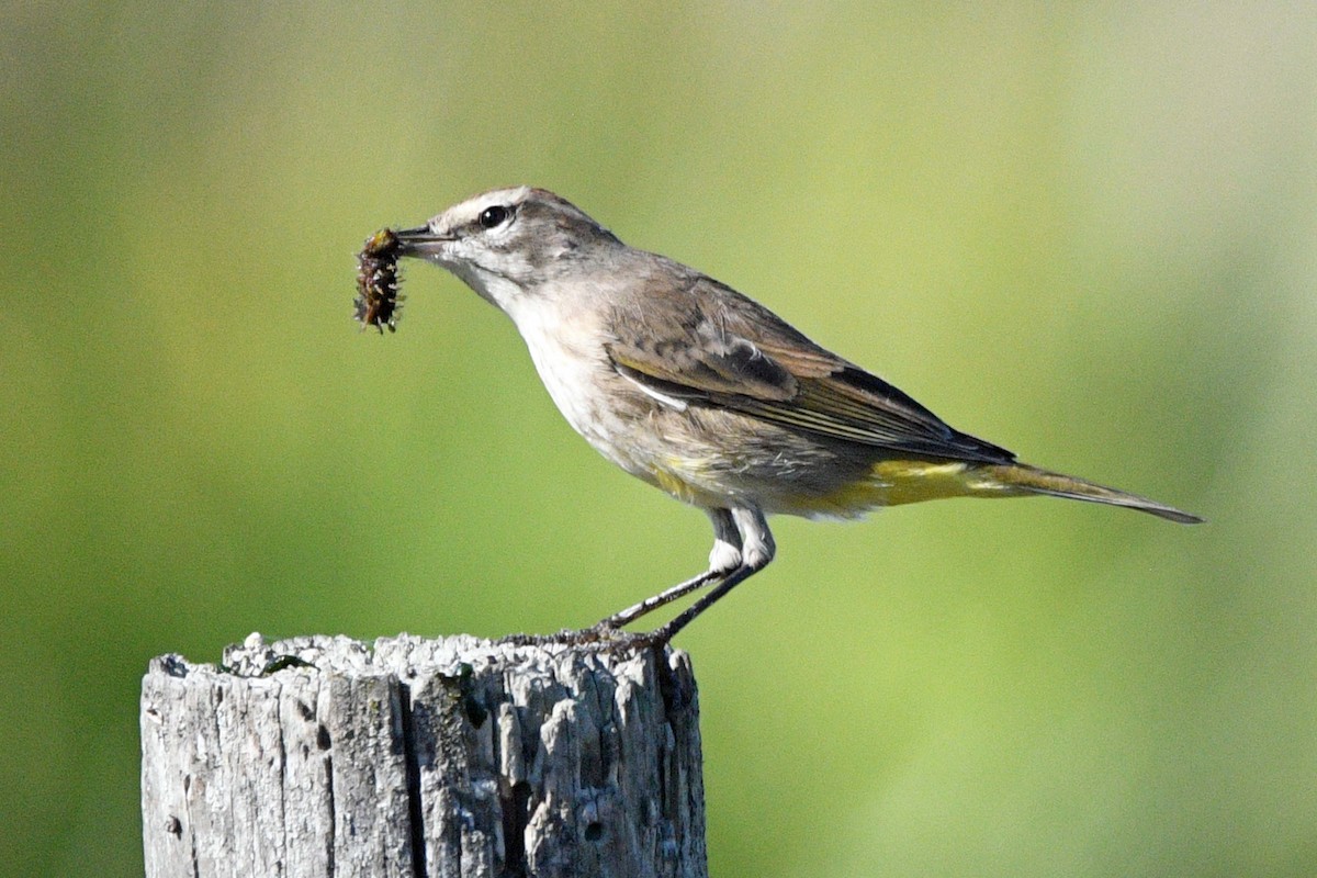 Palm Warbler - ML645487976