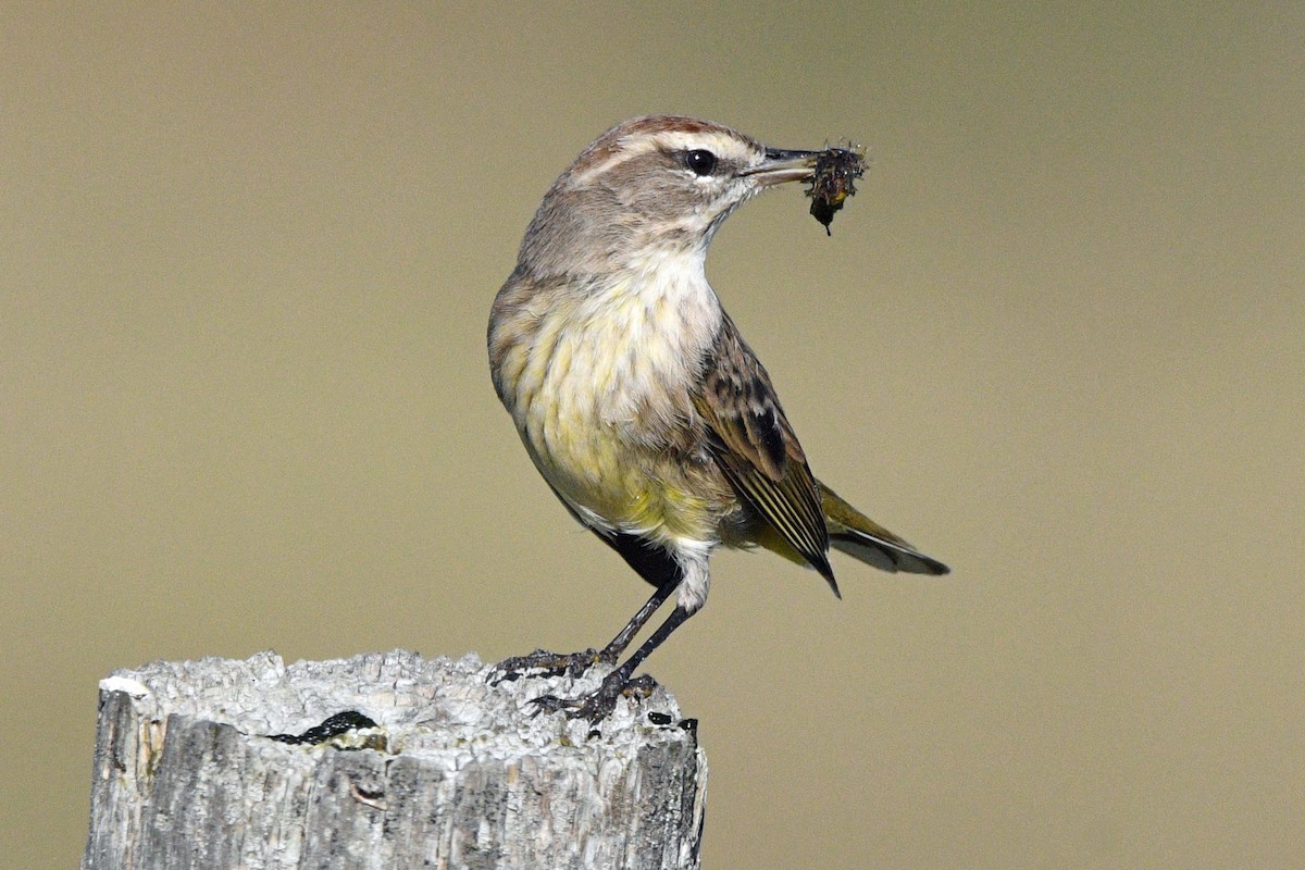 Palm Warbler - ML645487977