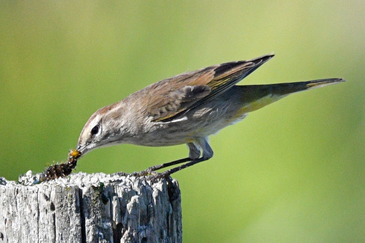 Palm Warbler - ML645487978