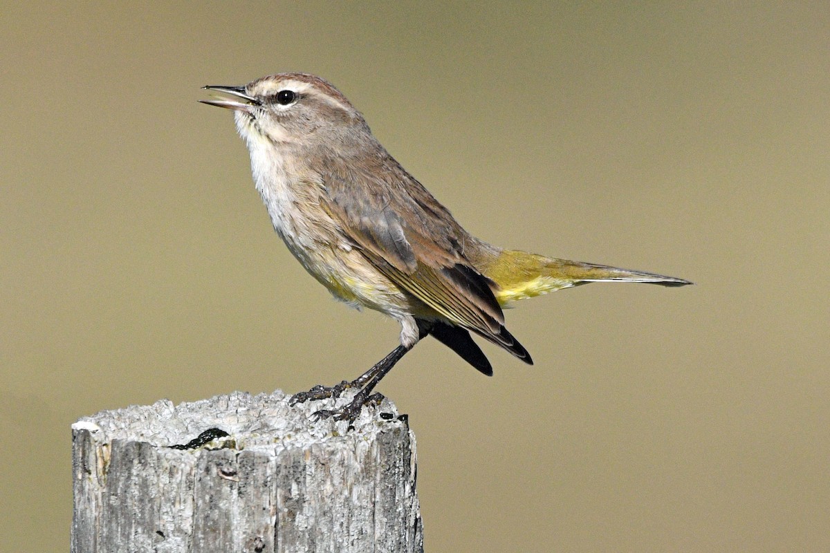 Palm Warbler - ML645487980