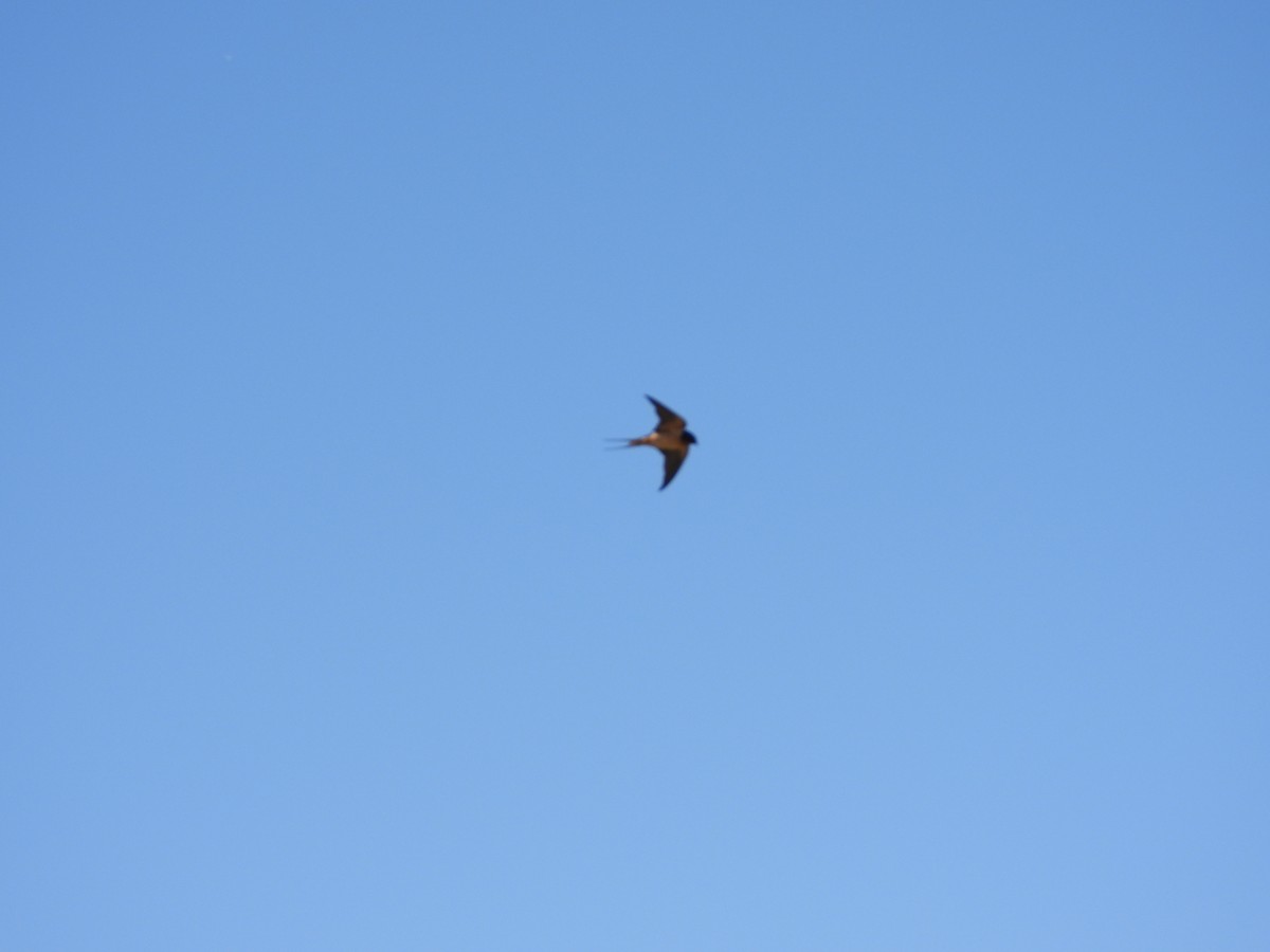 Ластівка сільська - ML645487981