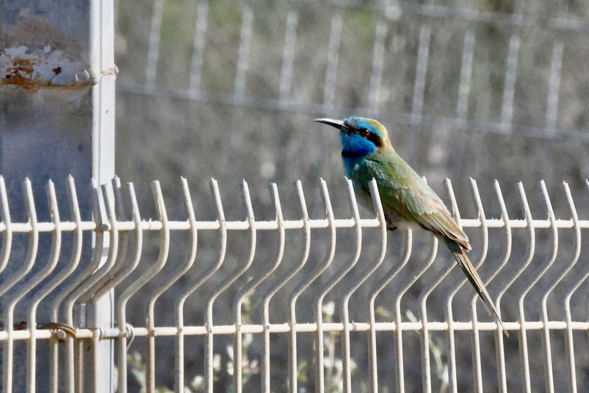 Arabian Green Bee-eater - ML645487995