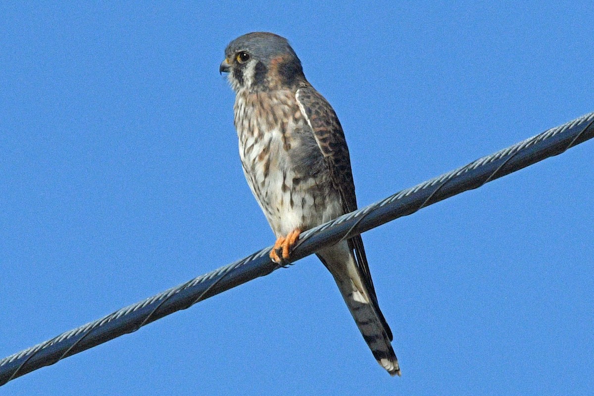 American Kestrel - ML645488002