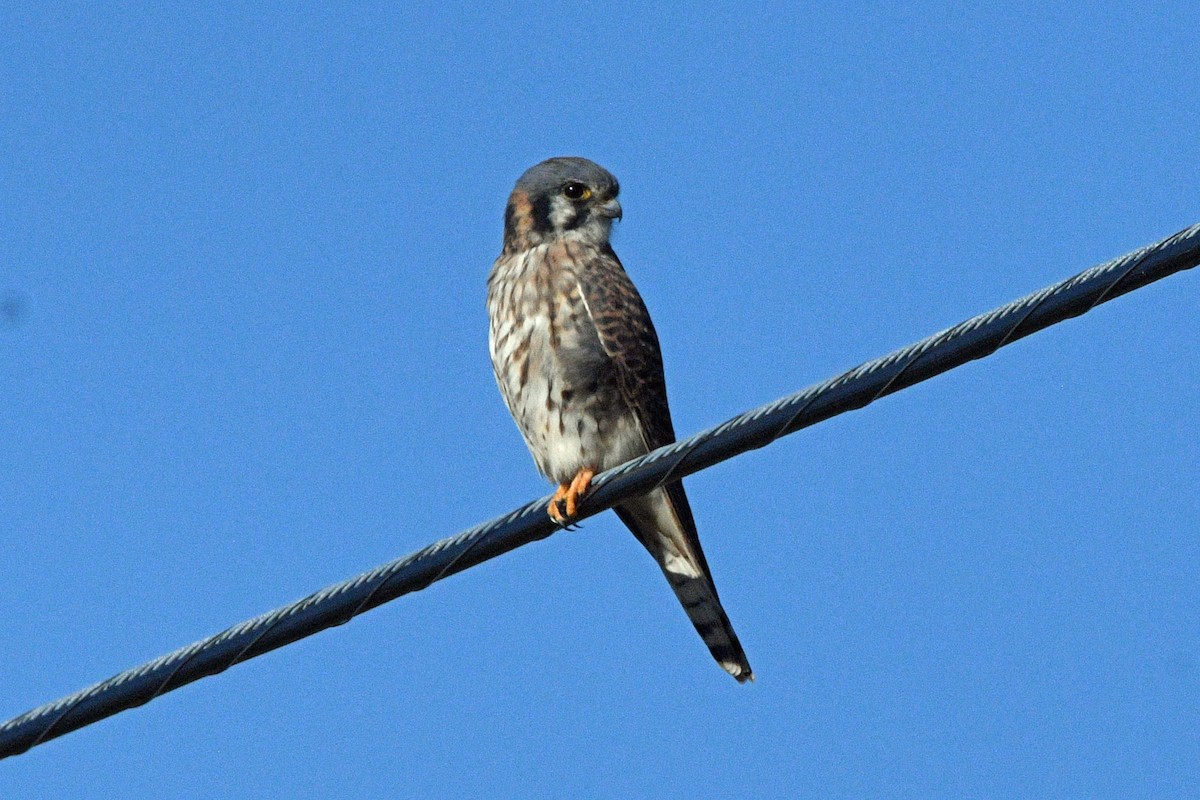 American Kestrel - ML645488003