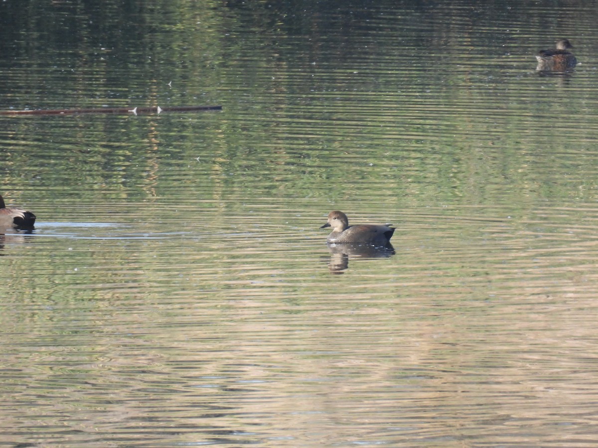 Серая утка - ML645488005