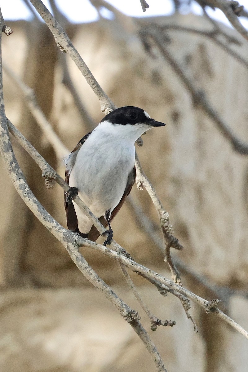 Euli-txori lepazuria - ML645488009