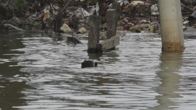 Smooth-coated Otter - ML645488019