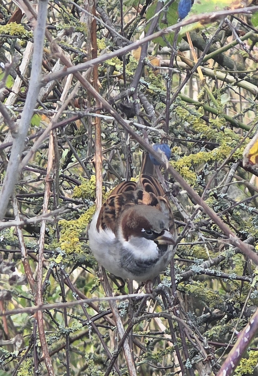 House Sparrow - ML645488031