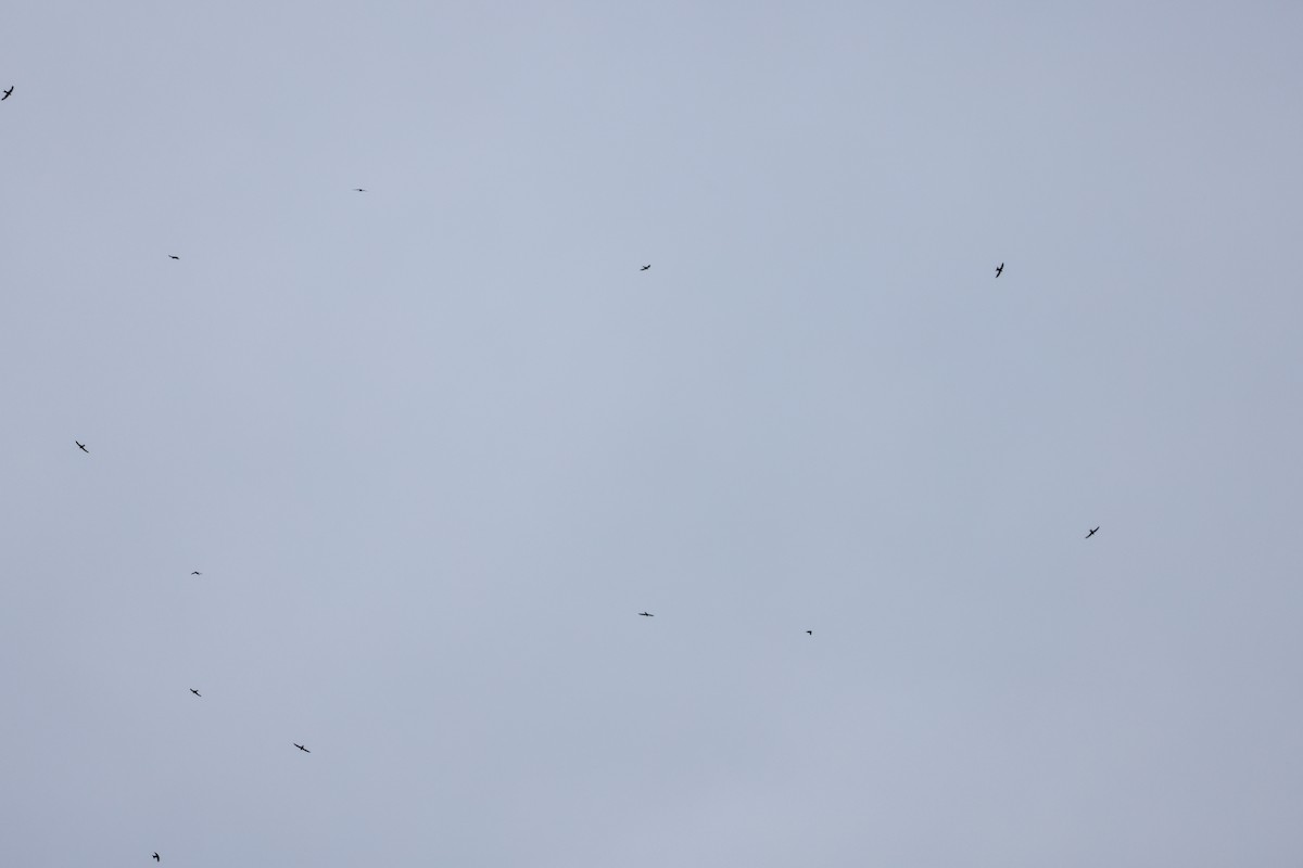 叉尾雨燕 - ML645488048