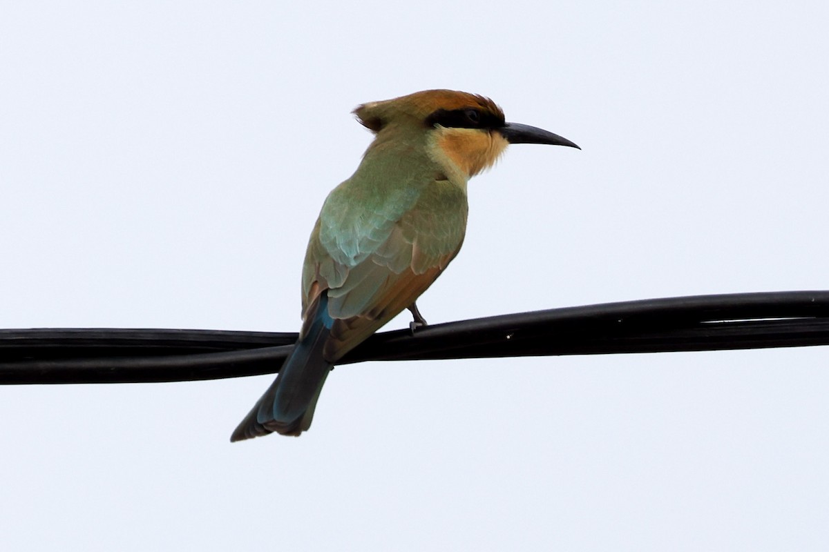 彩虹蜂虎 - ML645488052