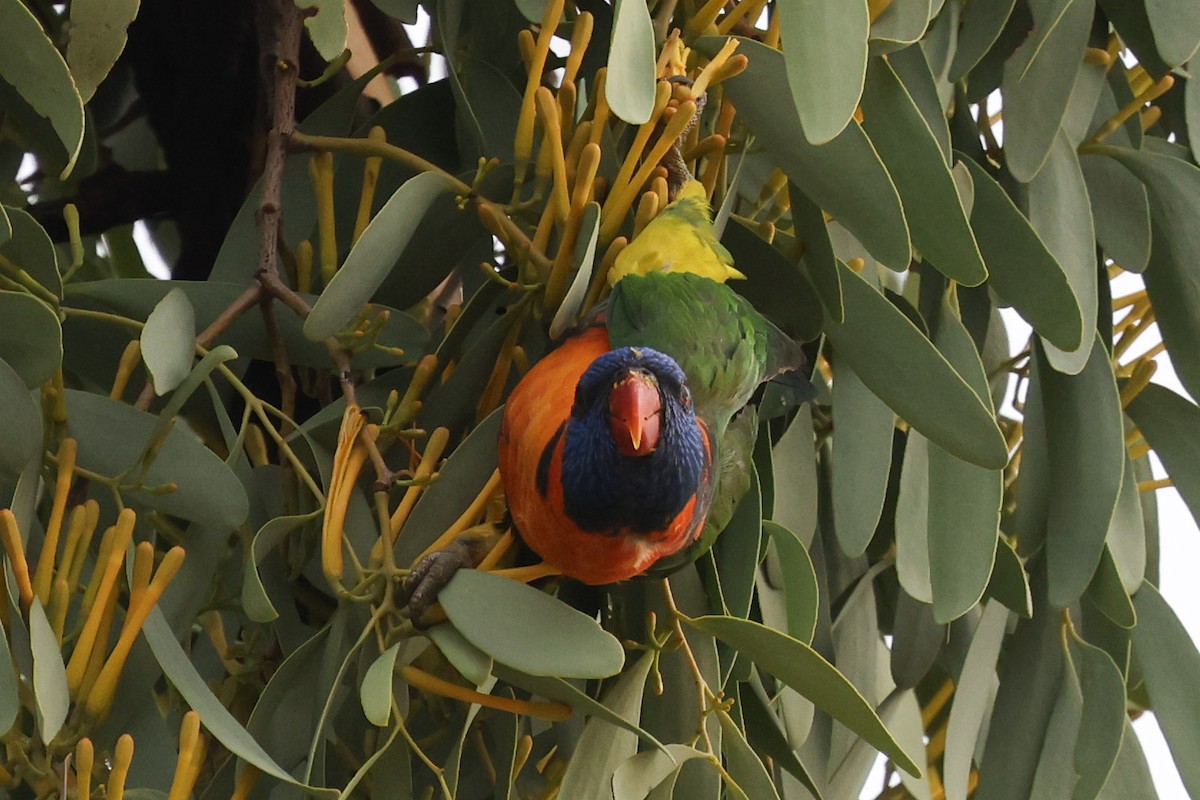 Red-collared Lorikeet - ML645488056