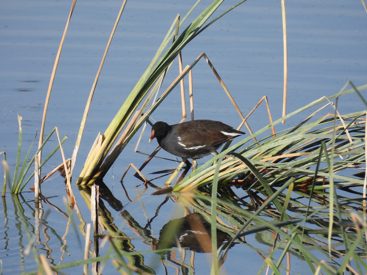 Amerika Sutavuğu - ML645488065