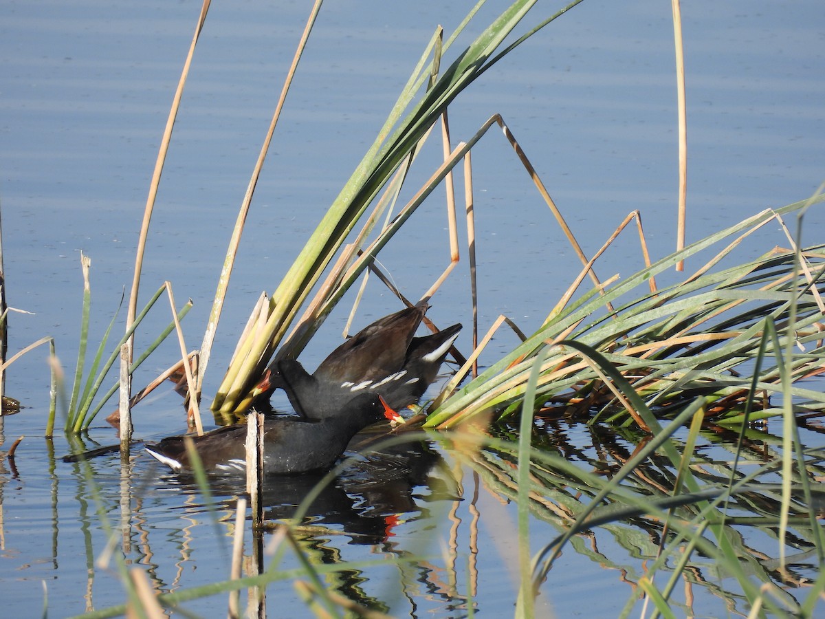 Amerika Sutavuğu - ML645488066