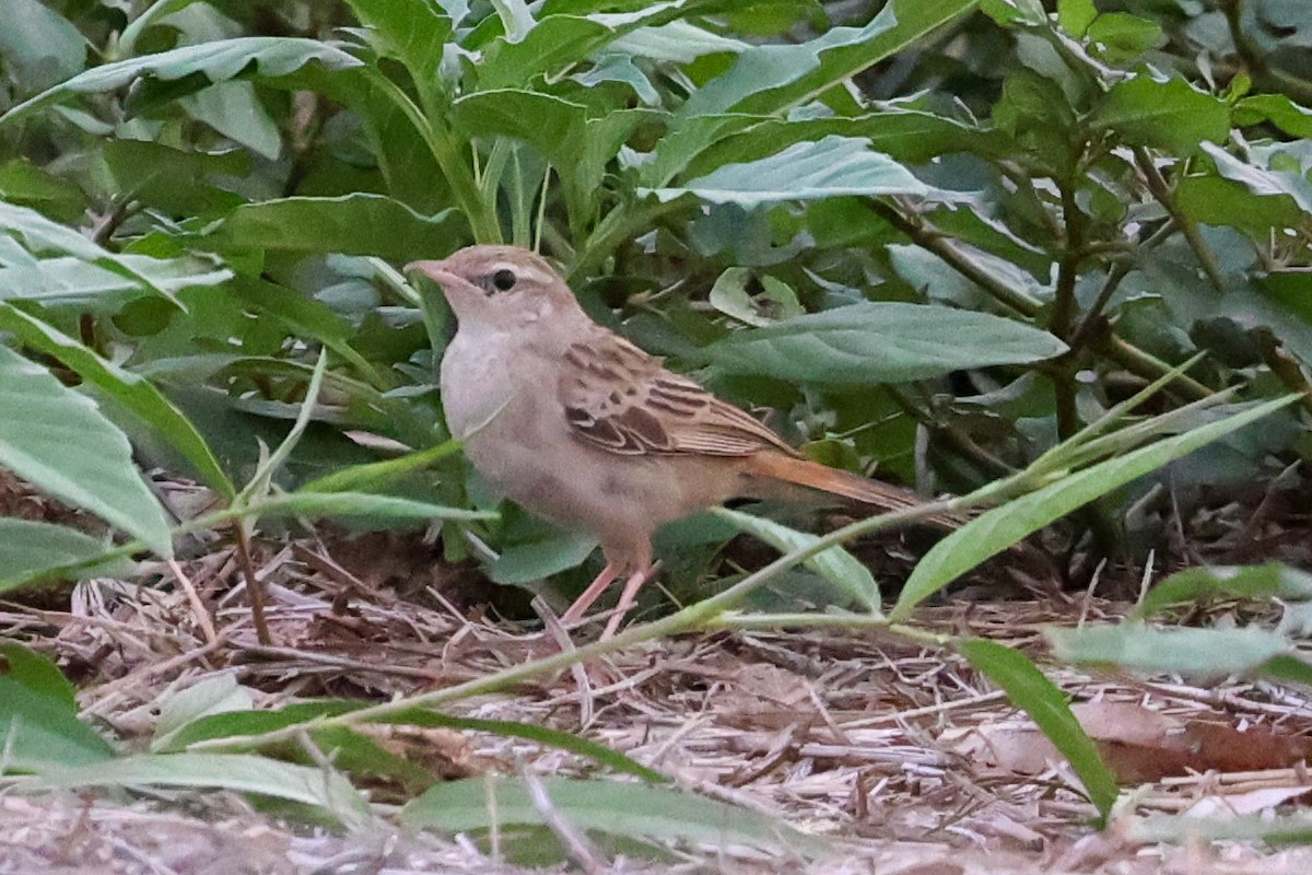 Rufous Songlark - ML645488070