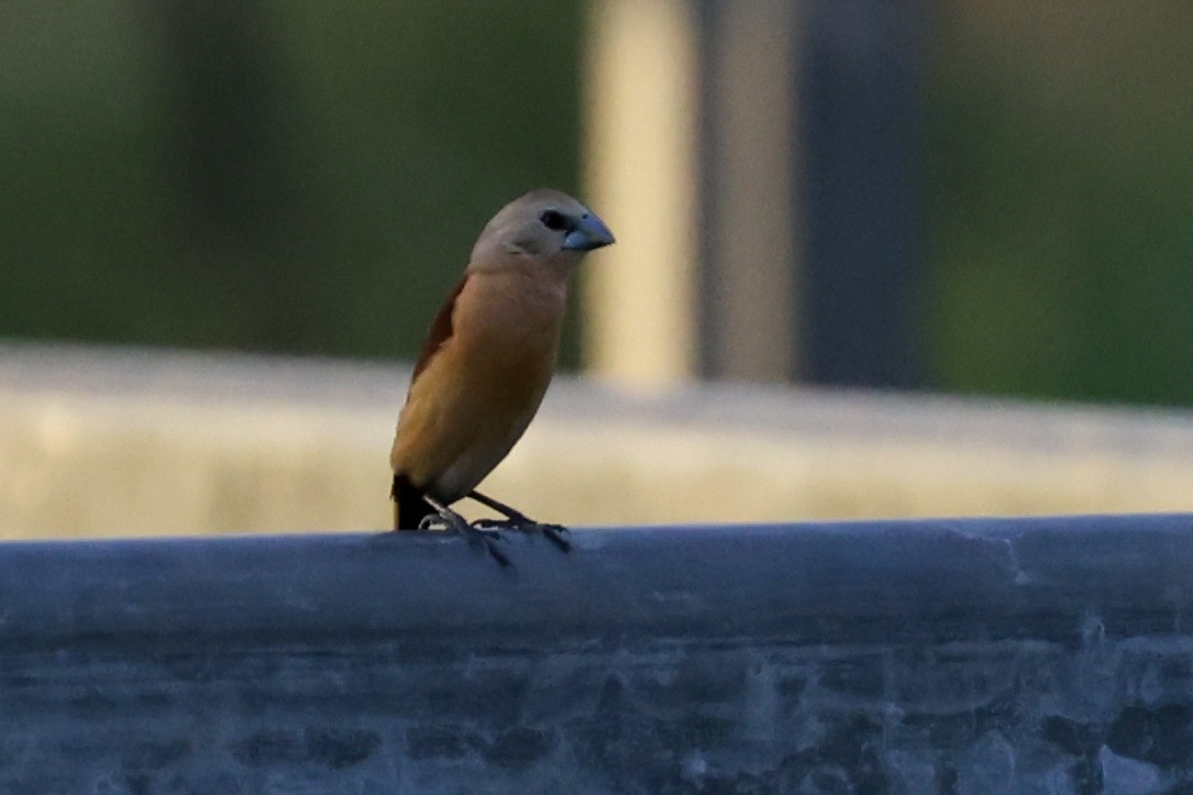 Yellow-rumped Munia - ML645488074