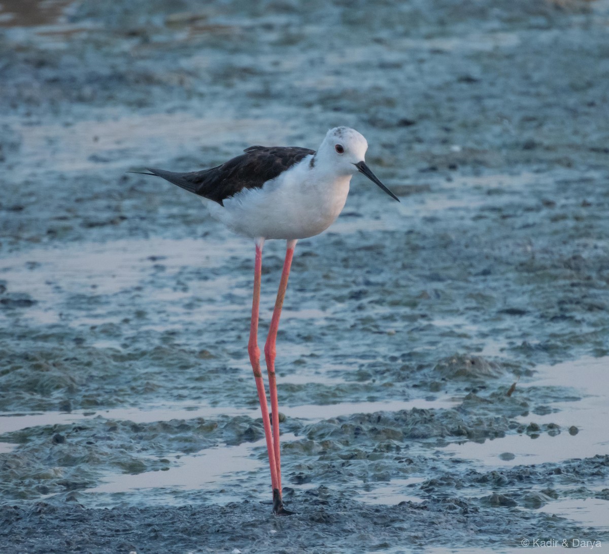 高蹺鴴 - ML645488076