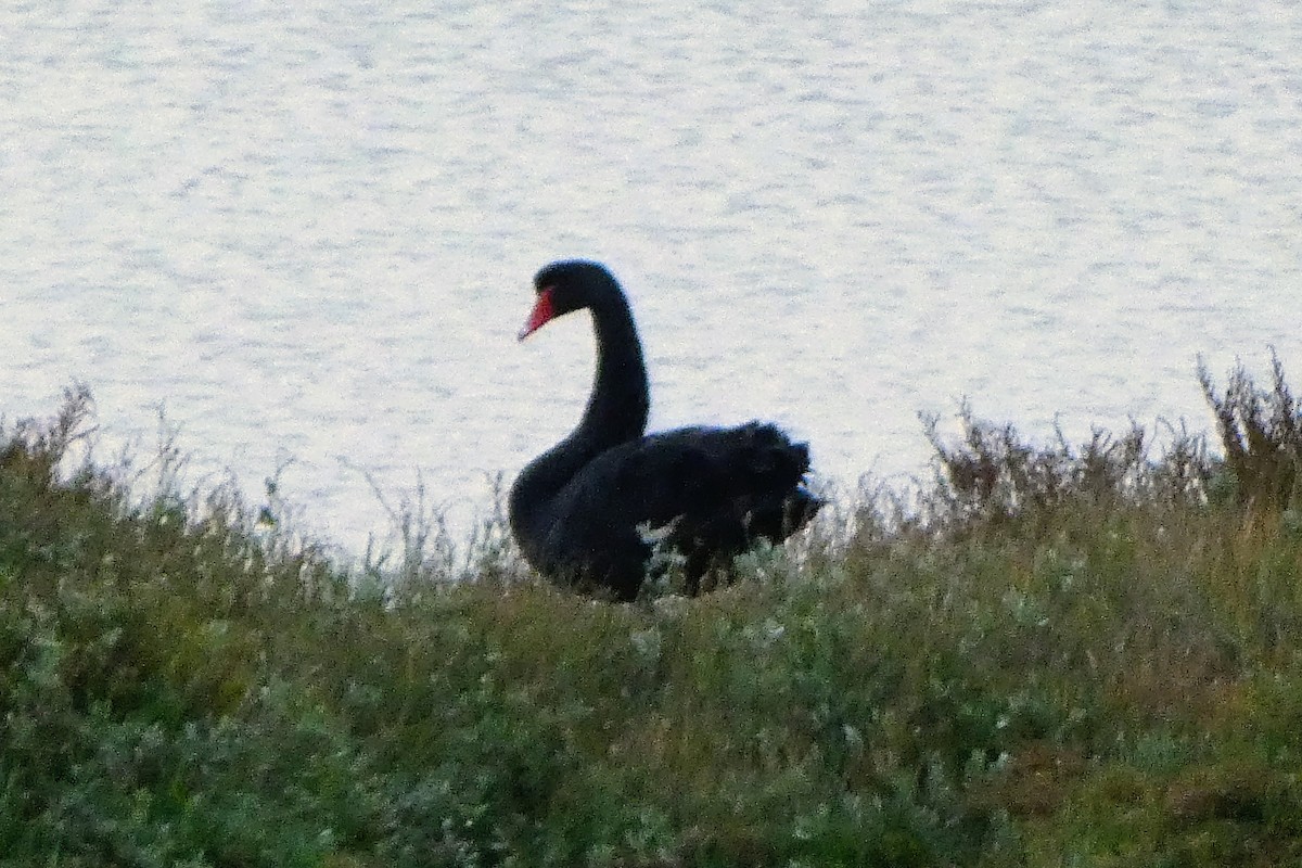 Black Swan - ML645488092