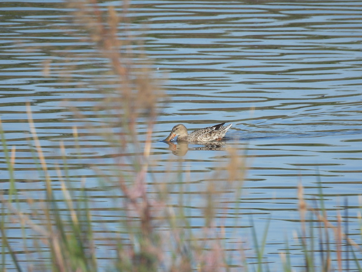 Ahate mokozabal zuria - ML645488108