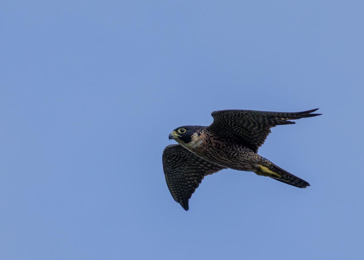 Peregrine Falcon - ML645488109