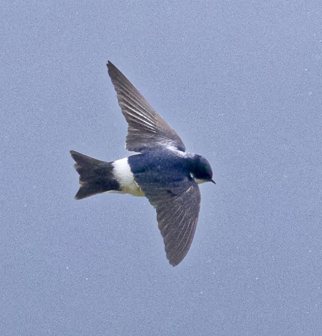 Chilean Swallow - ML645488116