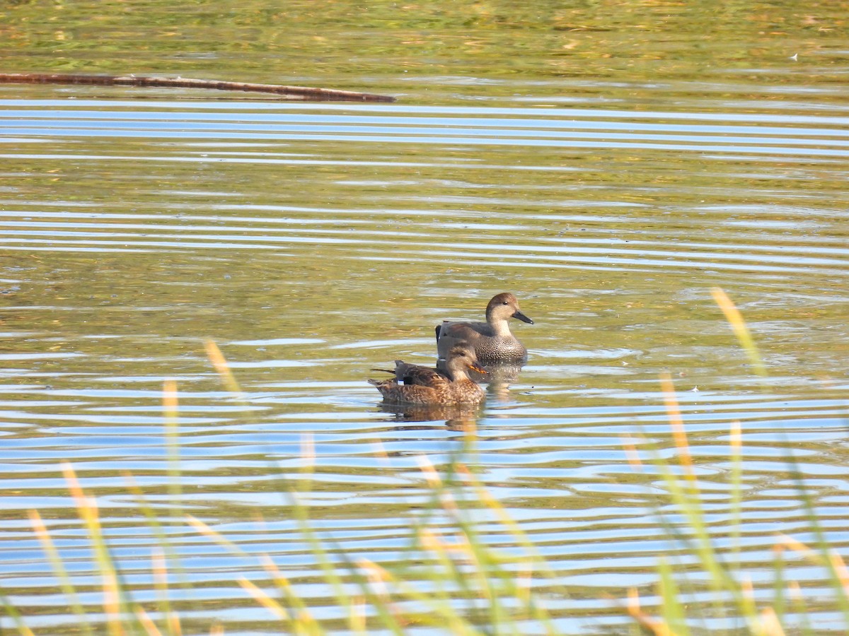 Серая утка - ML645488120