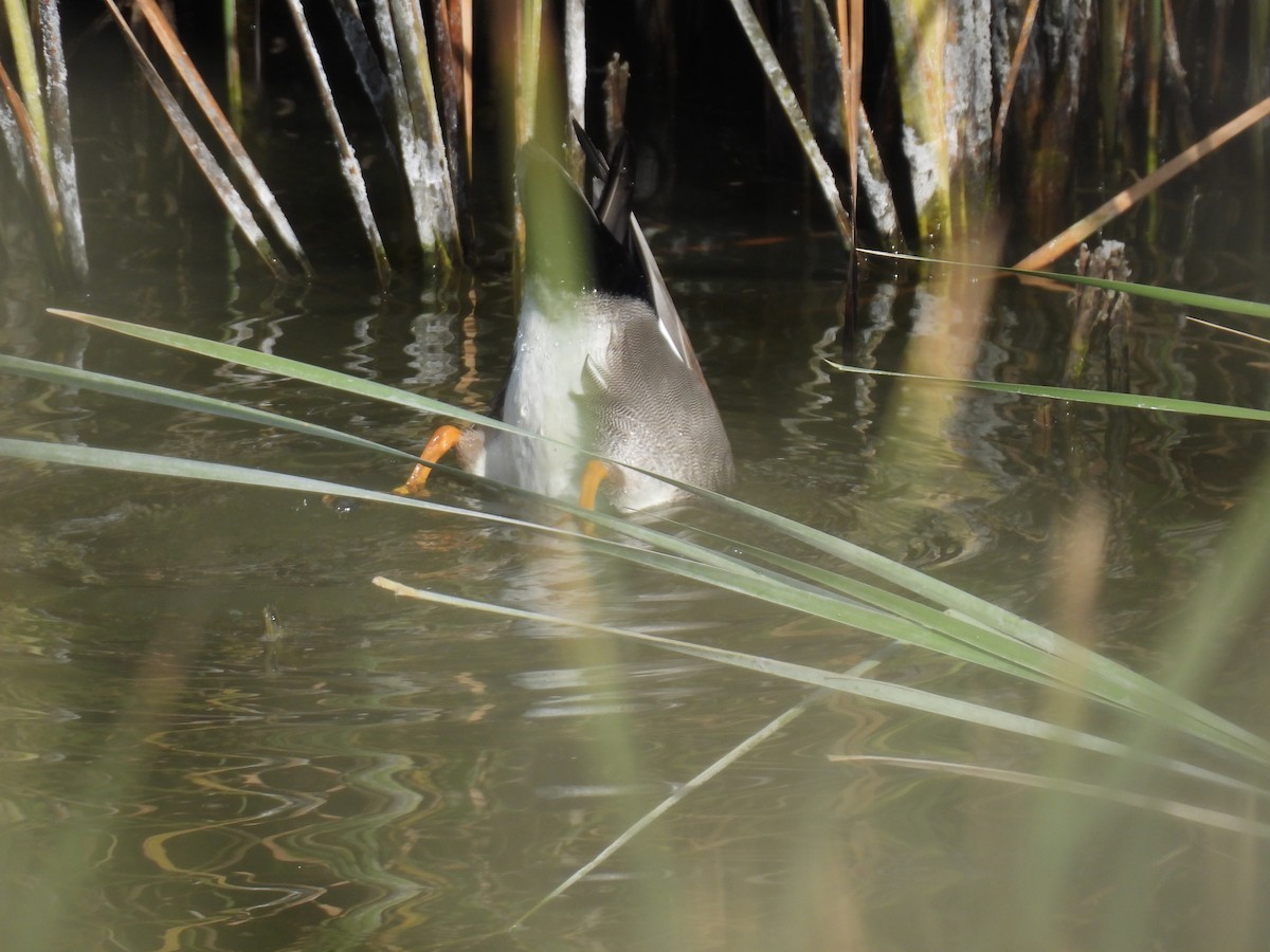 Серая утка - ML645488124