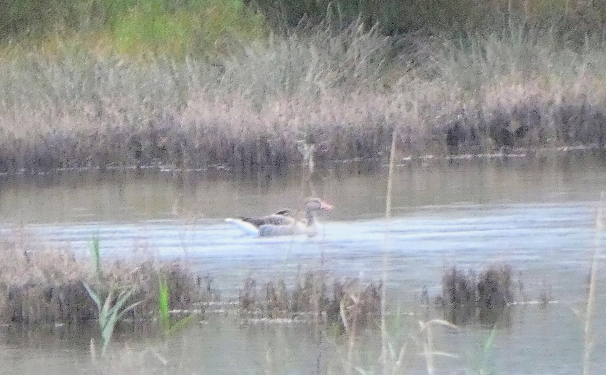 Graylag Goose - ML645488127