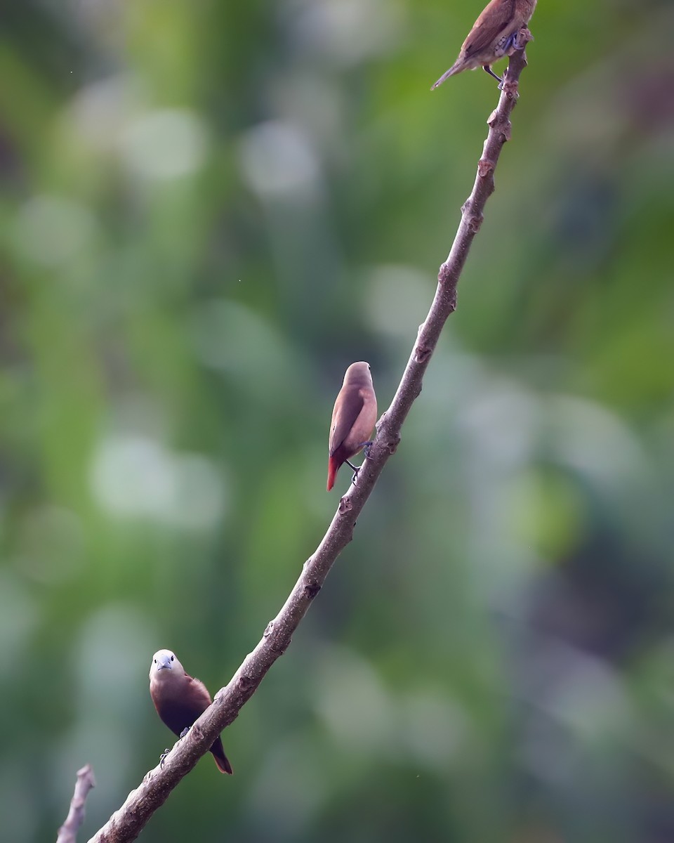 Pale-headed Munia - ML645488128