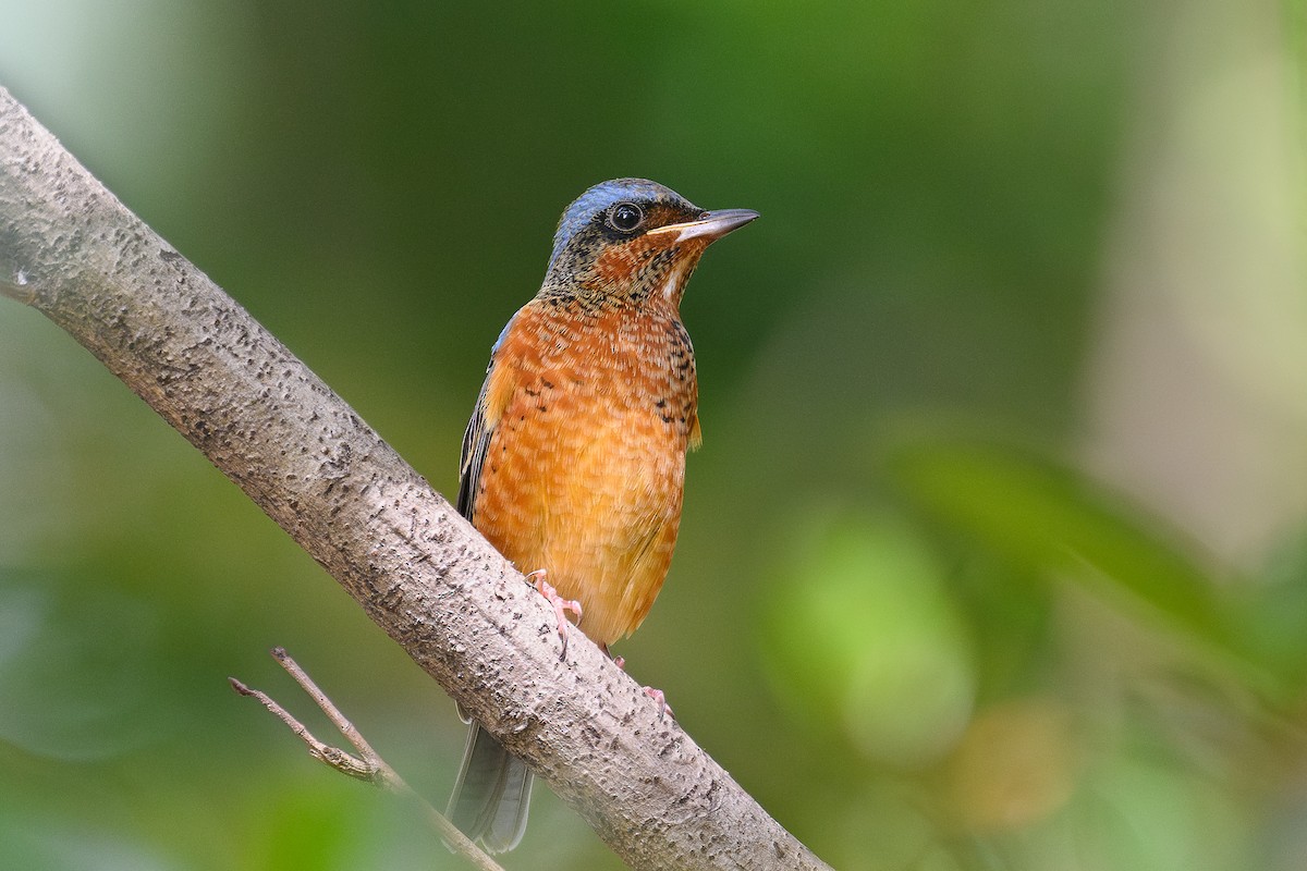 White-throated Rock-Thrush - ML645488131