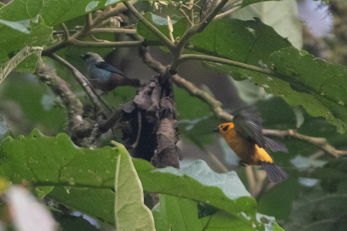 Metallic-green Tanager - ML645488137