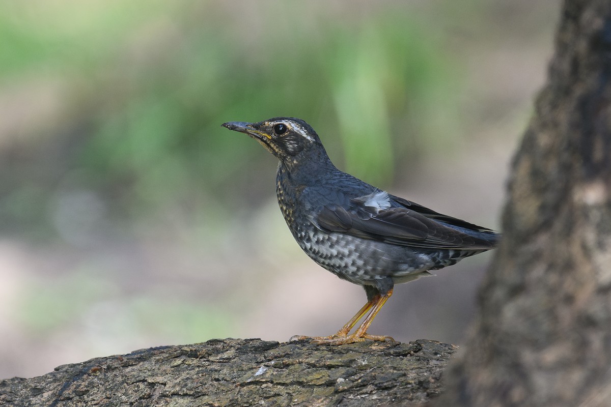 Siberian Thrush - ML645488150
