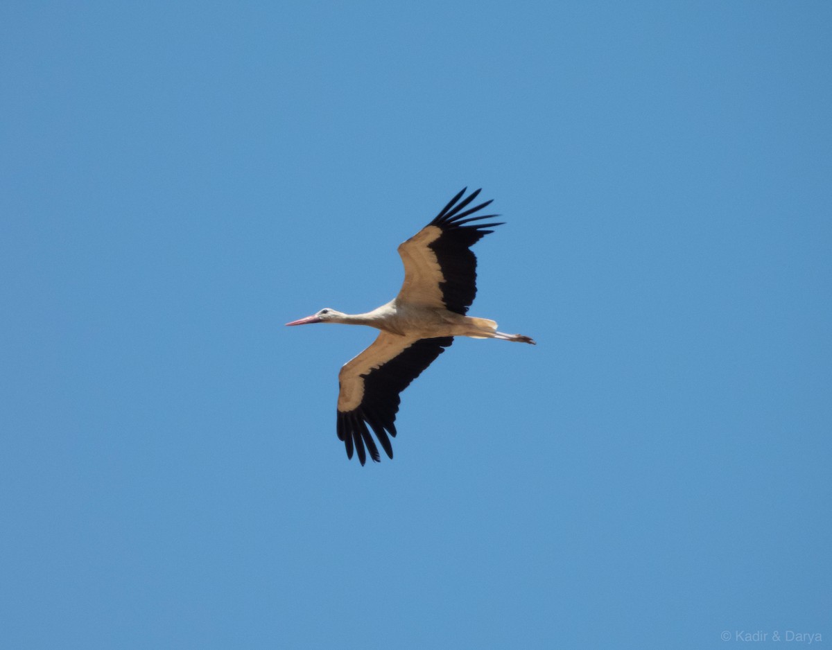 White Stork - ML645488158