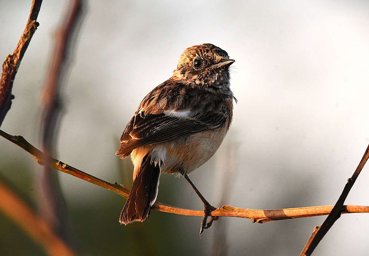 bramborníček sibiřský - ML645488159